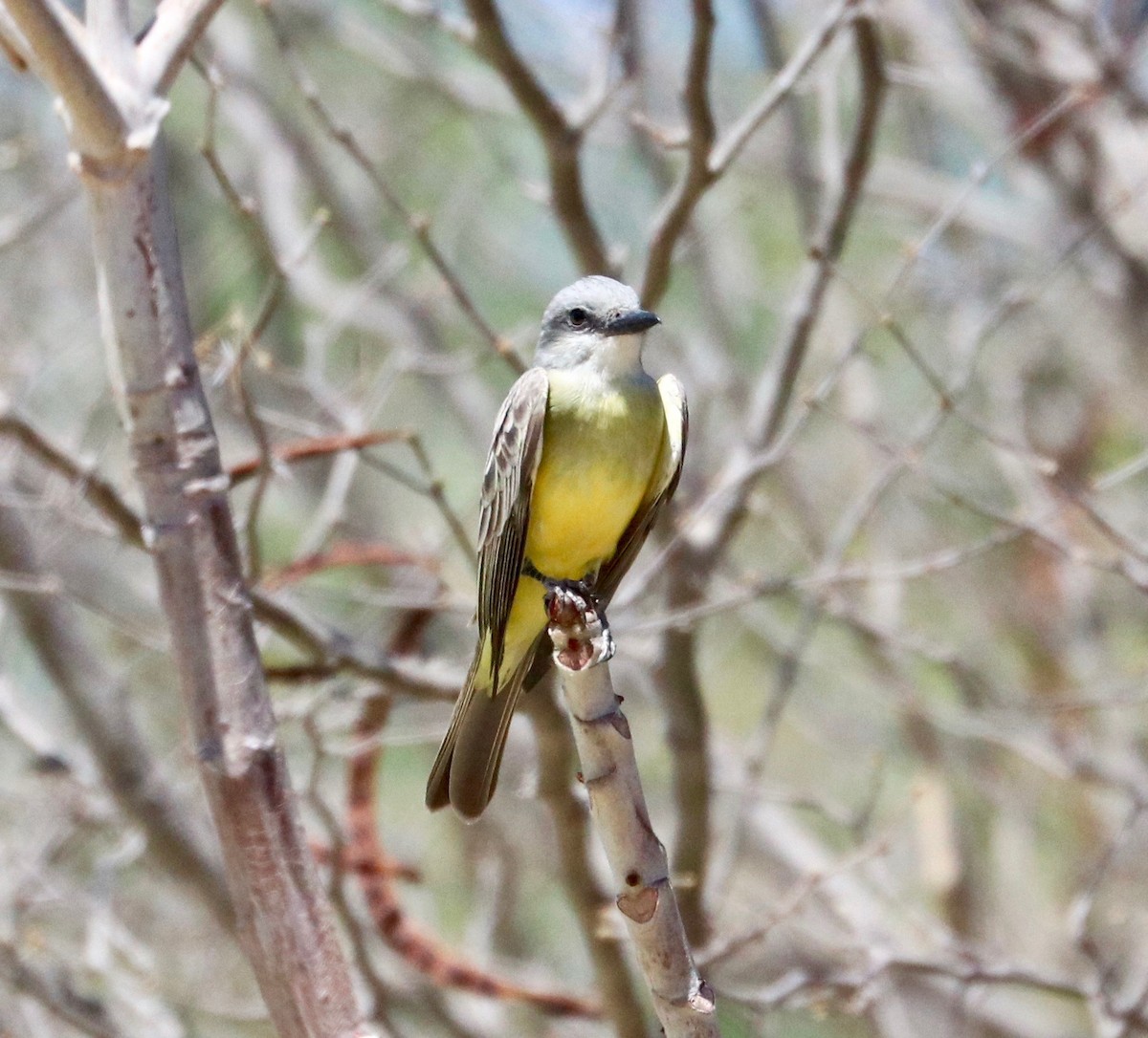 Tropical Kingbird - Karl Overman