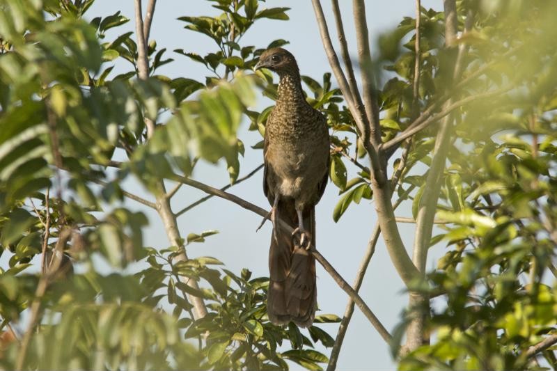 ブラジルヒメシャクケイ - ML97439731