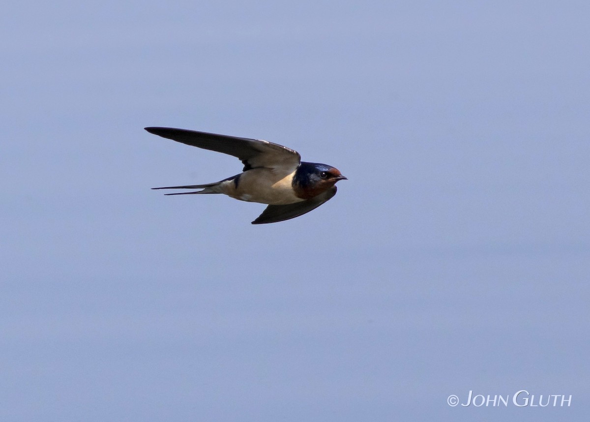 Barn Swallow - ML97439781