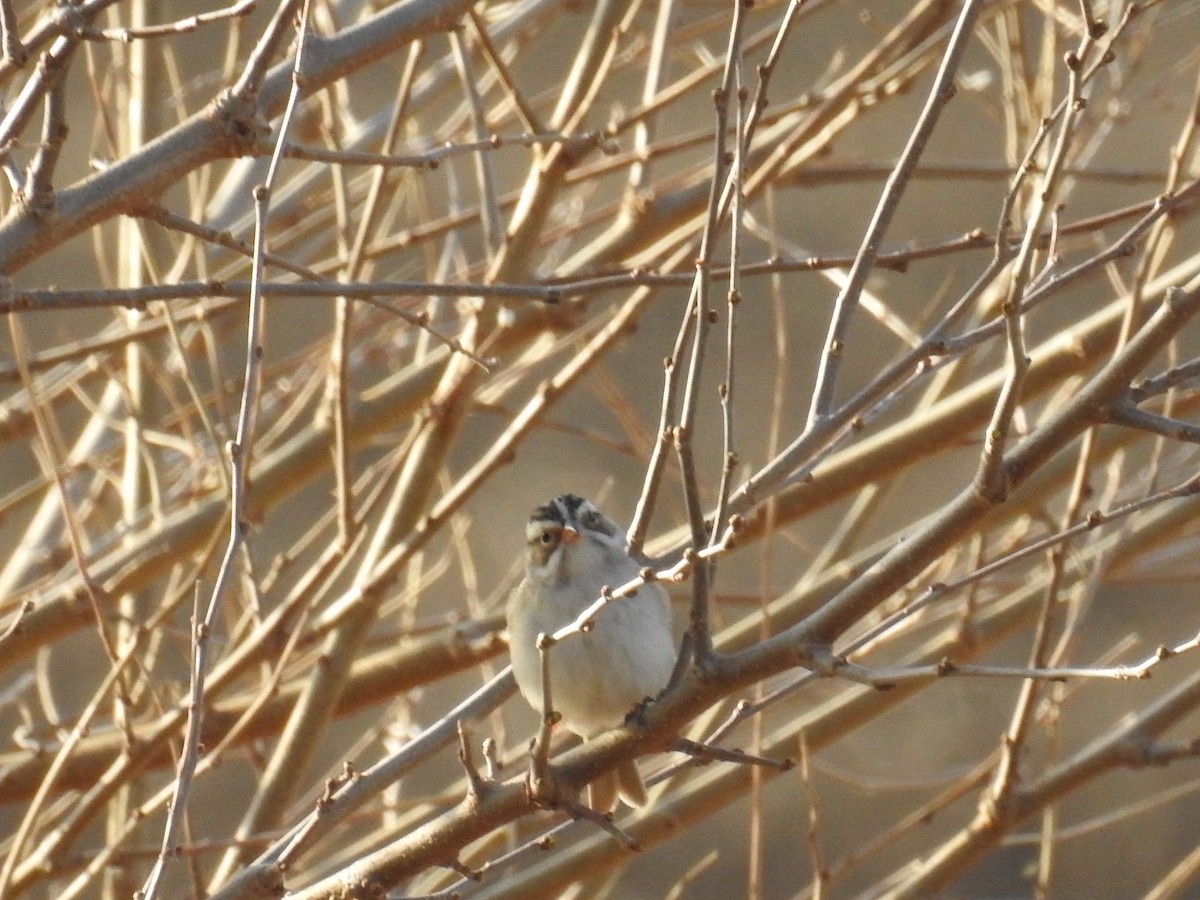 Clay-colored Sparrow - ML97440531