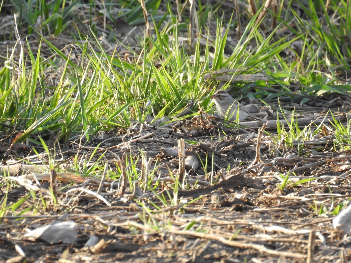 Clay-colored Sparrow - ML97440561