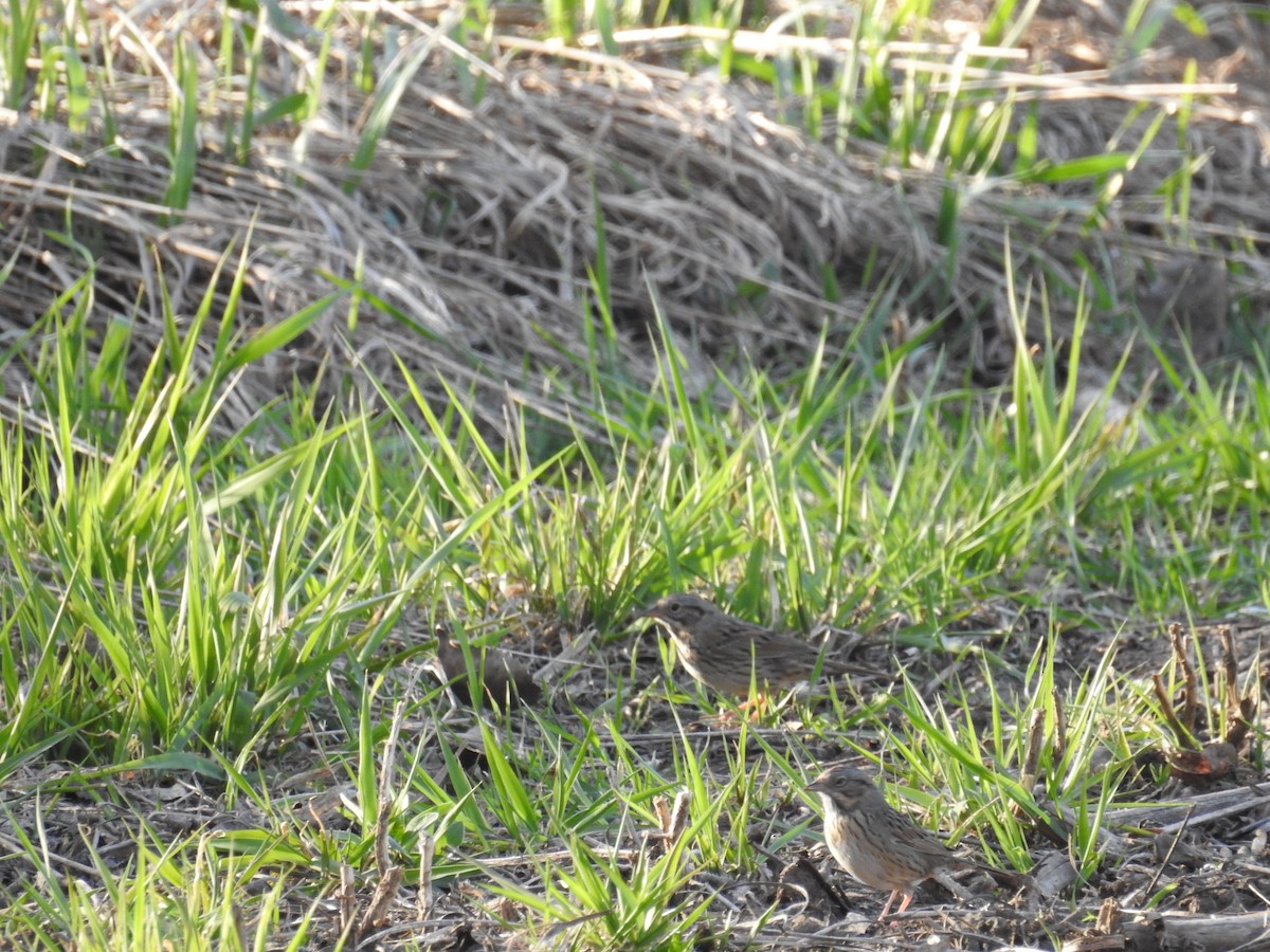 Lincoln's Sparrow - ML97440631