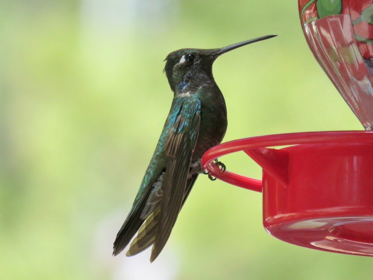 Rivoli's Hummingbird - ML97440851