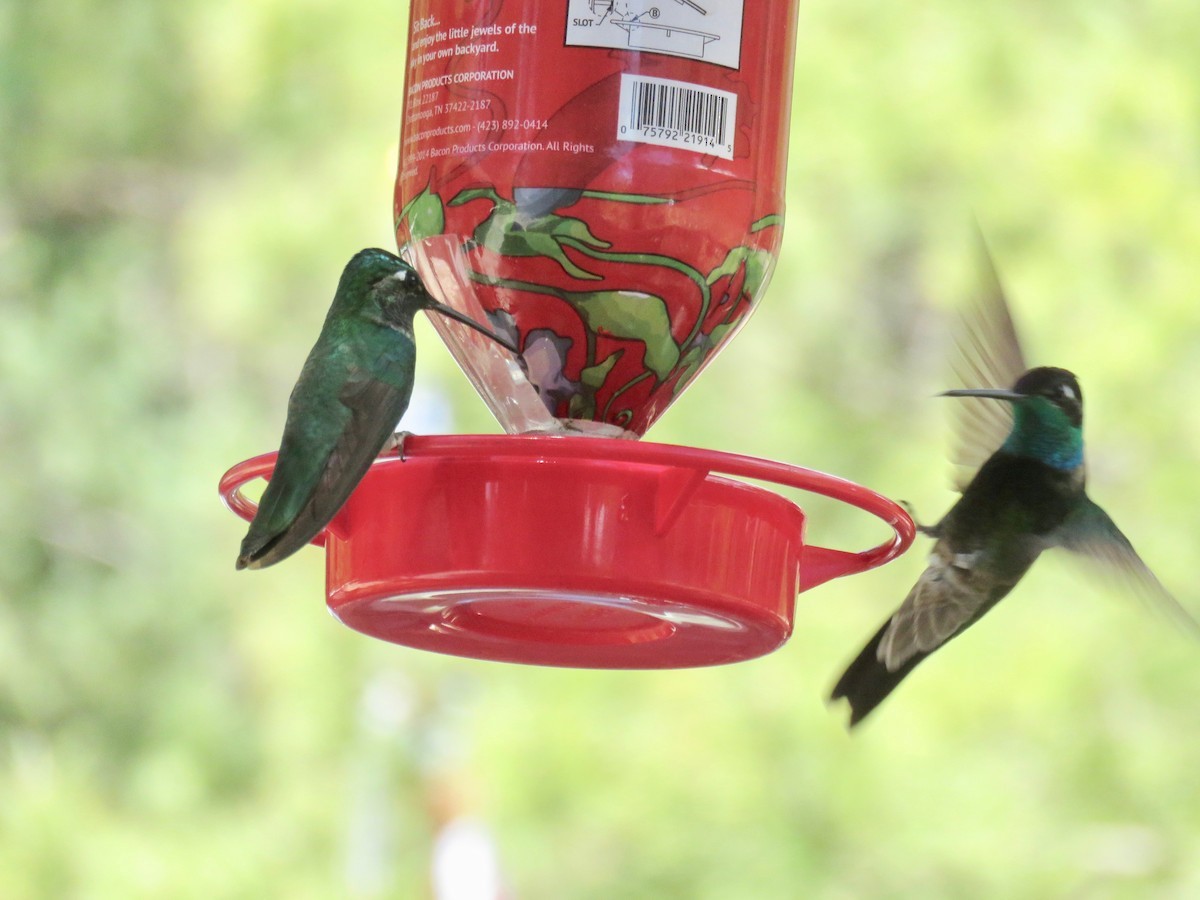 Colibrí Magnífico - ML97440861