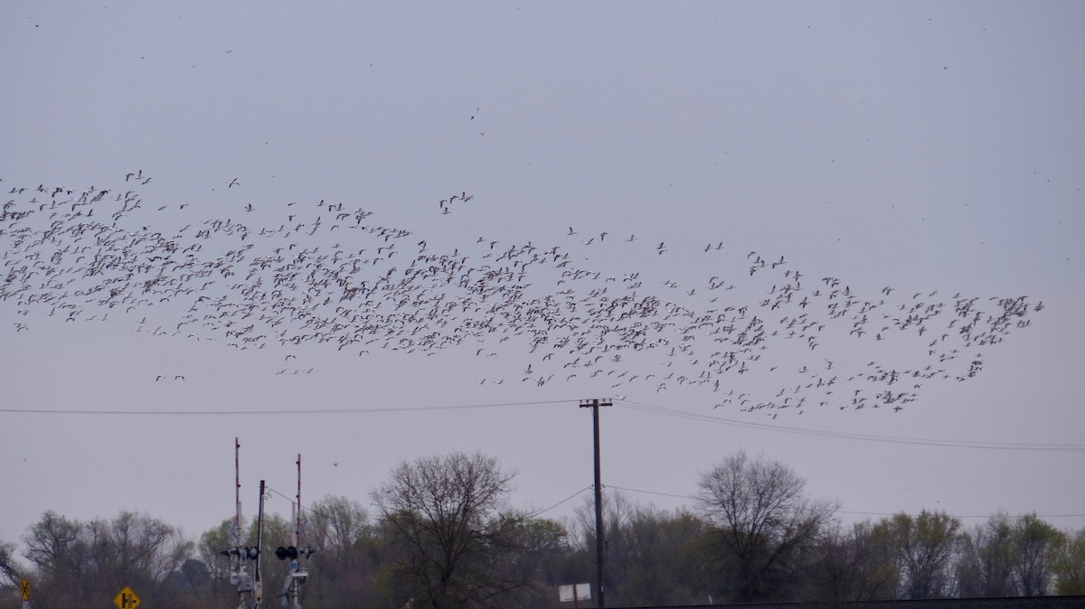 Snow Goose - ML97441991