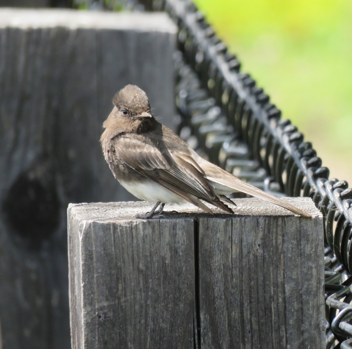 Black Phoebe - George Chrisman