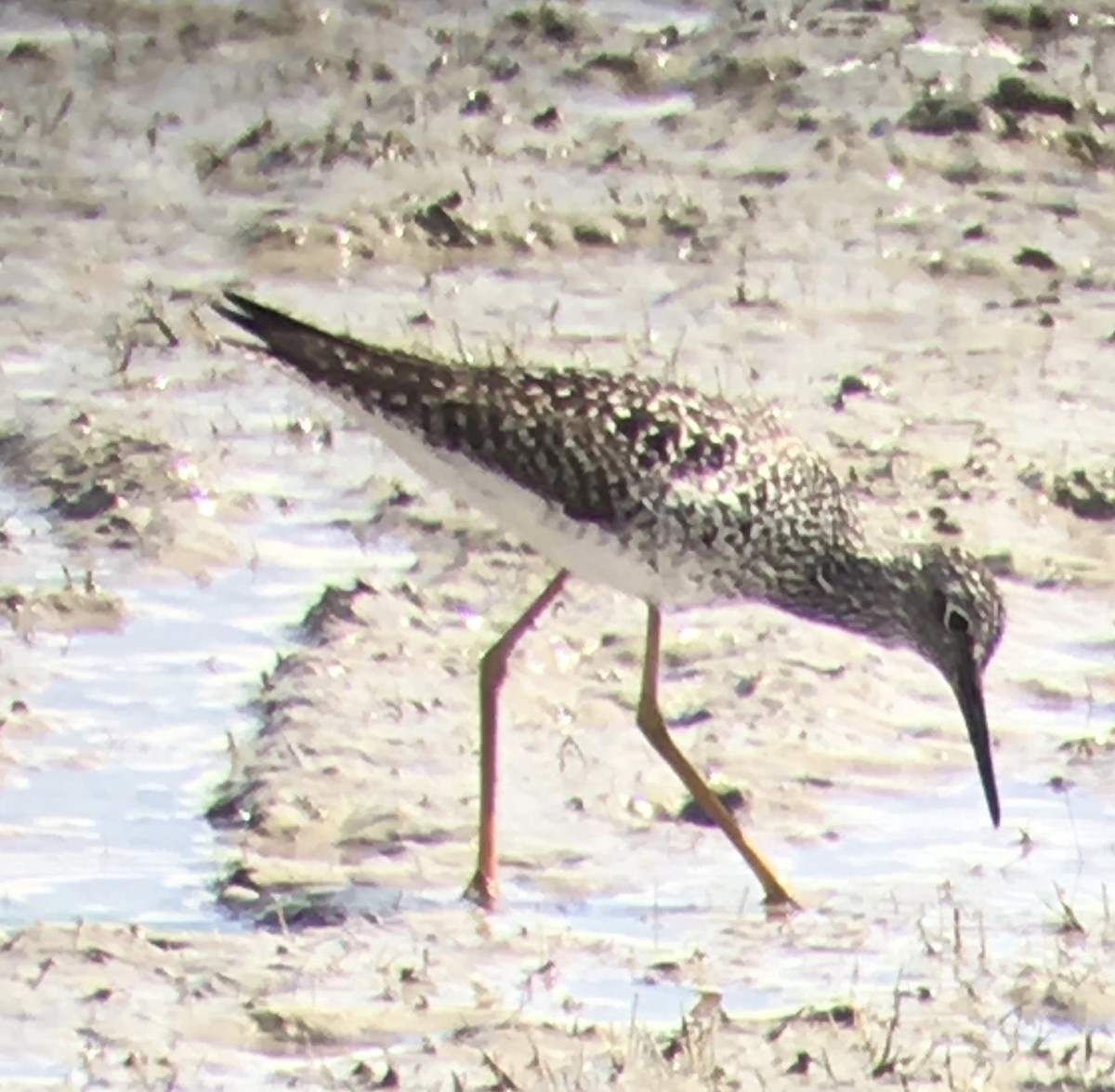 Lesser Yellowlegs - ML97445531