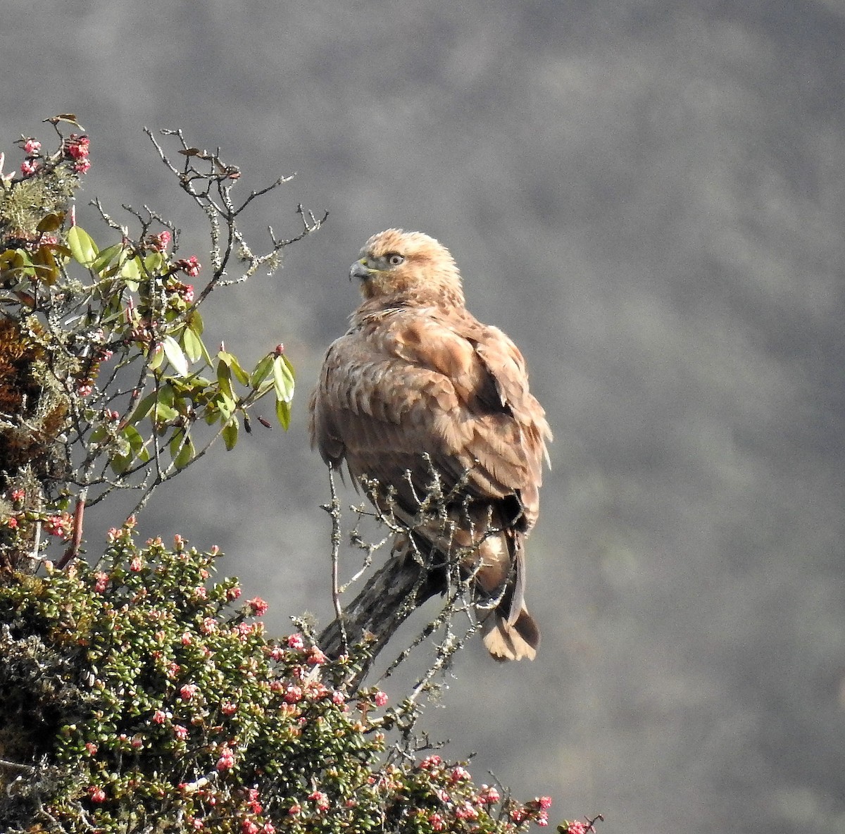 Himalayan Buzzard - ML97445991