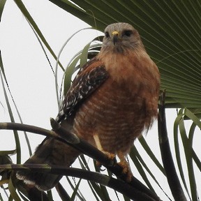 Red-shouldered Hawk - ML97446181