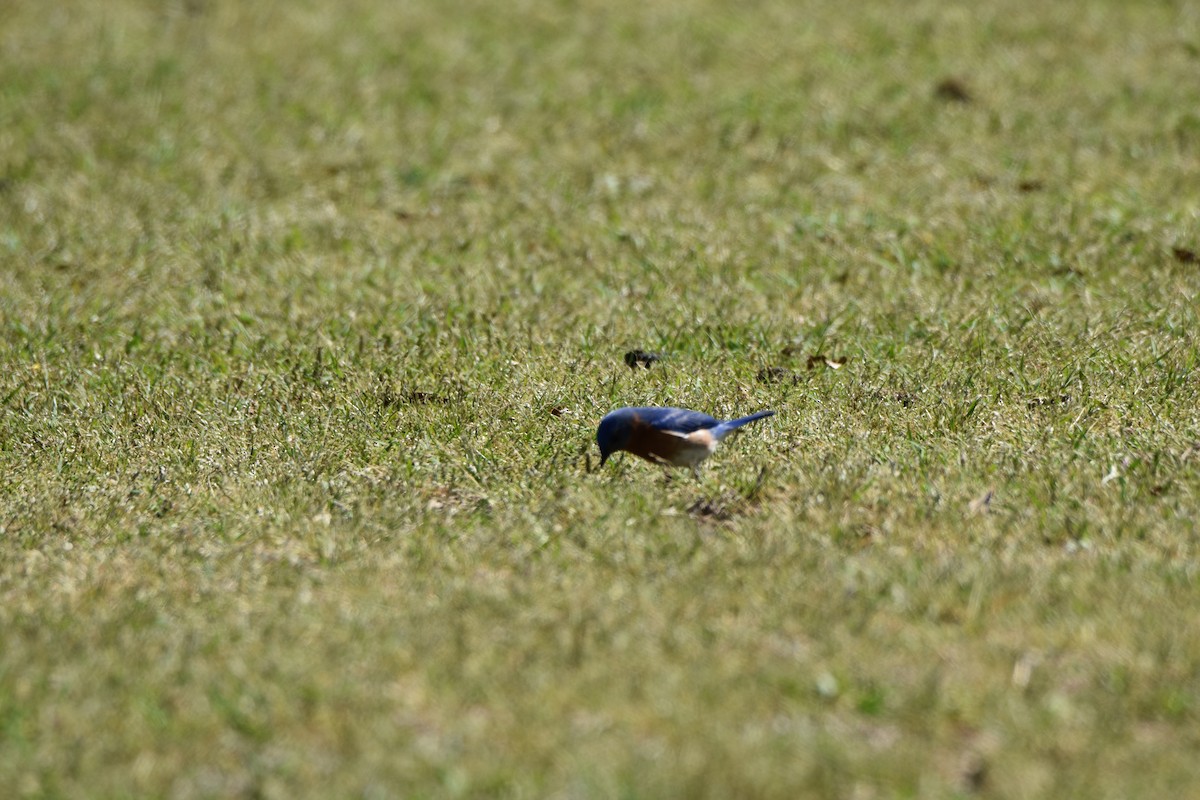 Eastern Bluebird - ML97446221