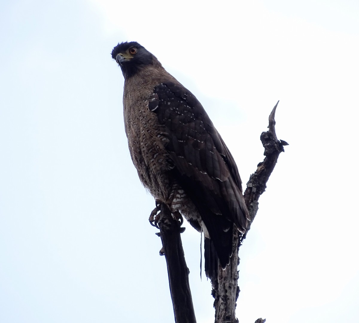 Crested Serpent-Eagle (Crested) - ML97447151