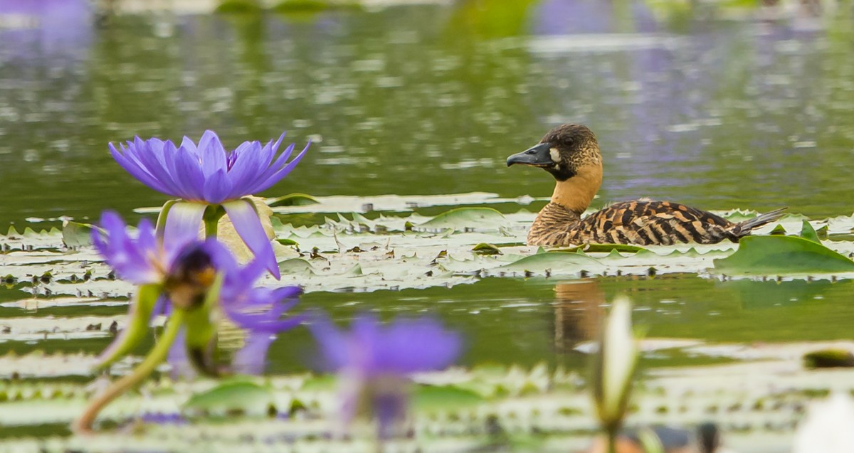 White-backed Duck - ML97447341