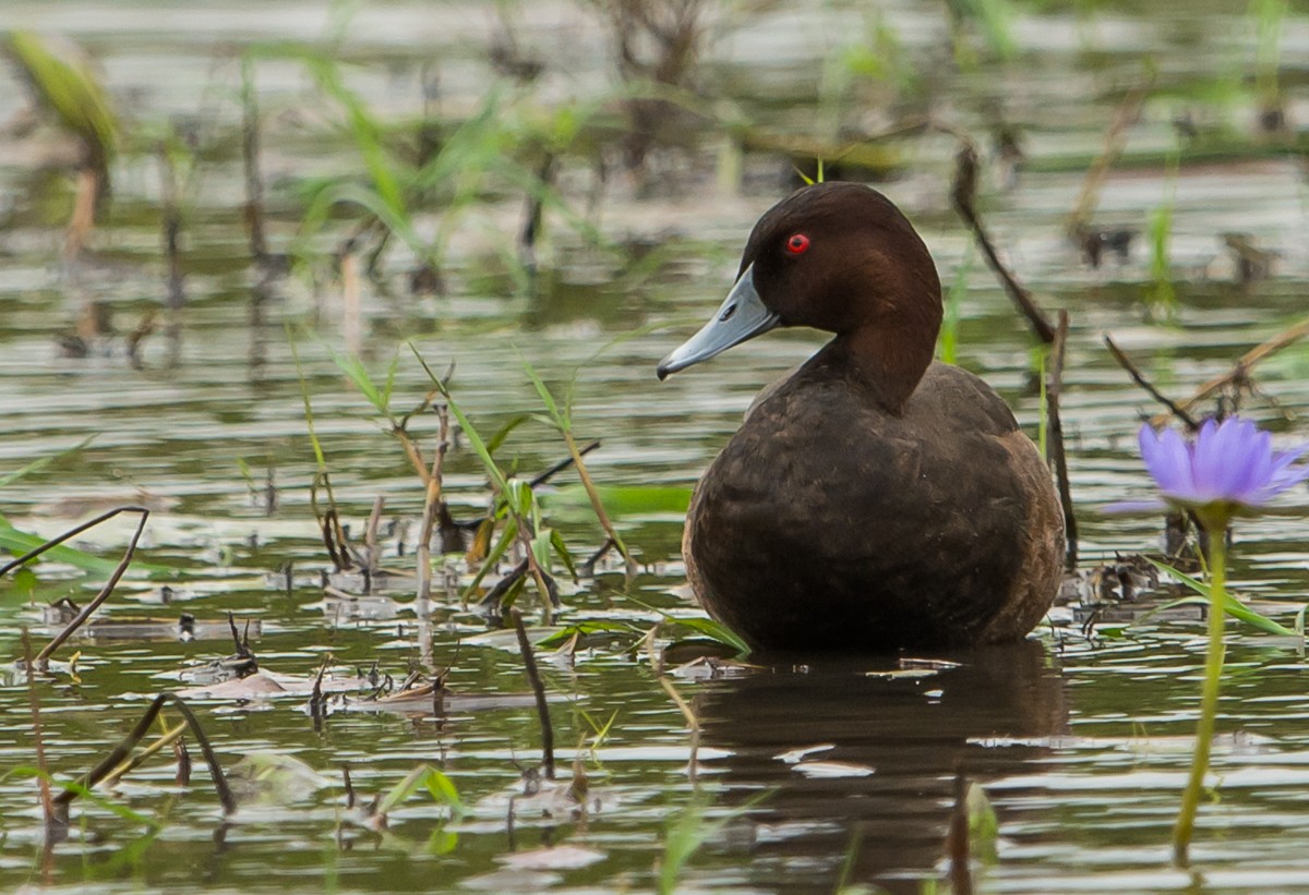 Southern Pochard - ML97447461