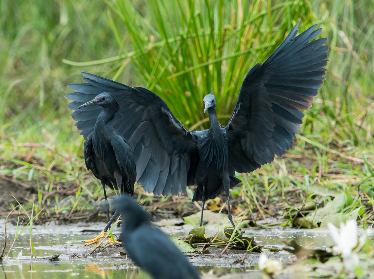 Black Heron - ML97447501