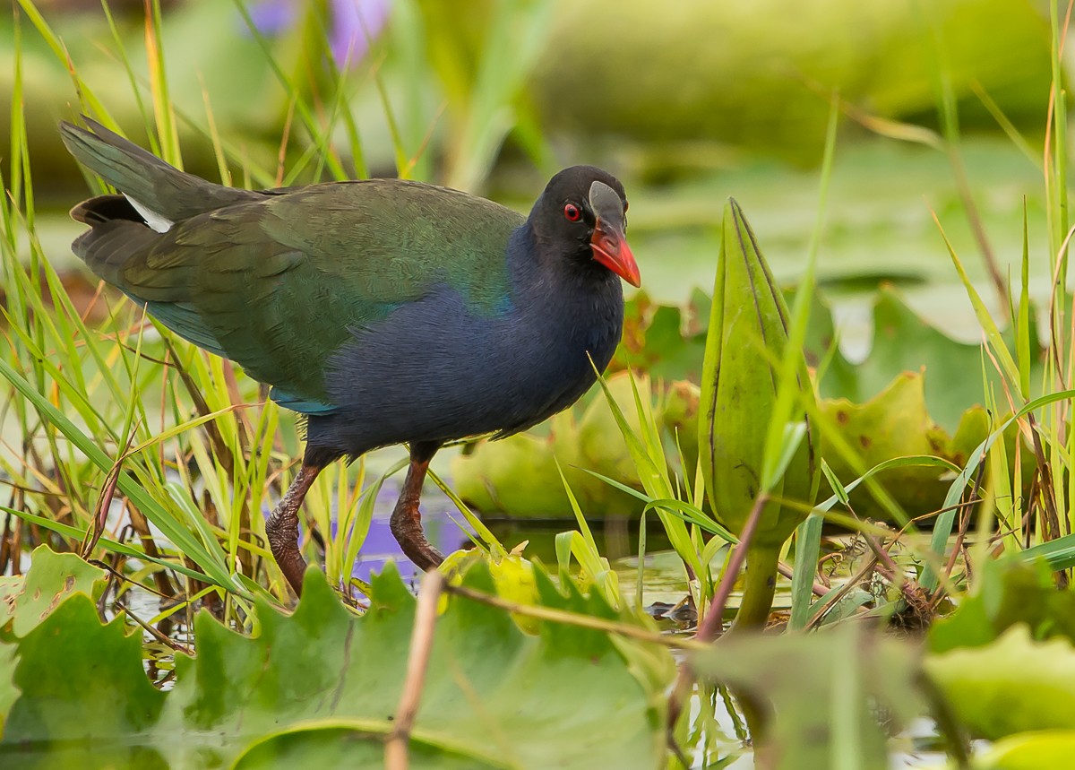 Allen's Gallinule - Riaan Marais