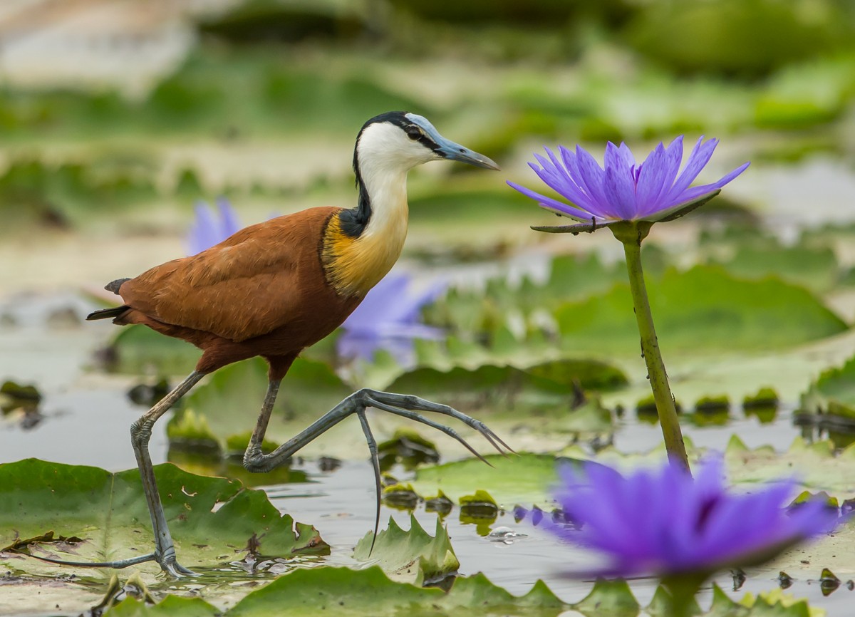 African Jacana - Riaan Marais