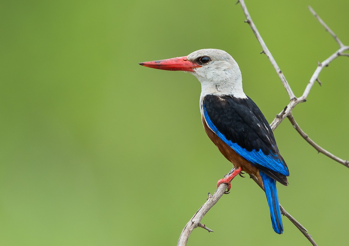 Gray-headed Kingfisher - ML97447701