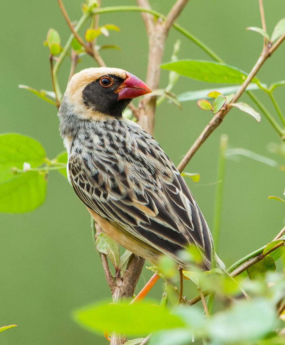 Red-billed Quelea - ML97447751