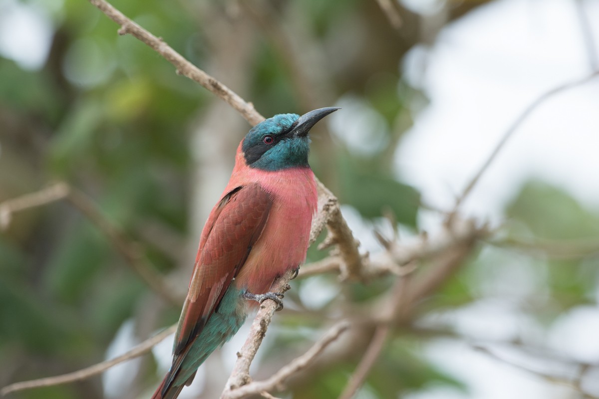 Northern Carmine Bee-eater - ML97447941