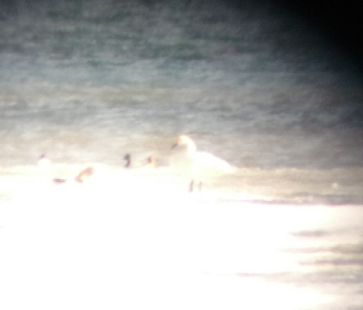Гунгар хун (Bewick's) - ML97448271