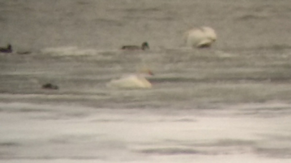 Tundra Swan (Bewick's) - ML97448281