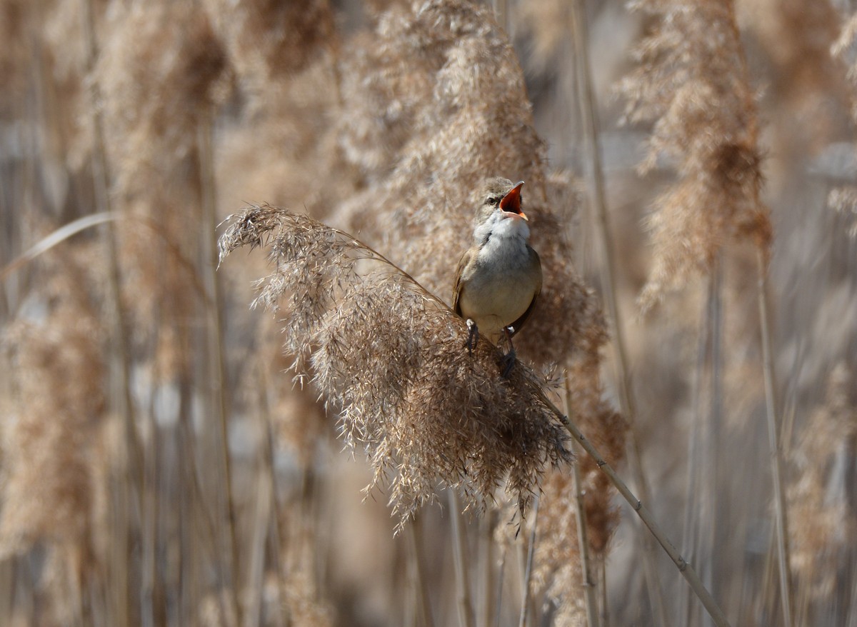 Great Reed Warbler - ML97449431