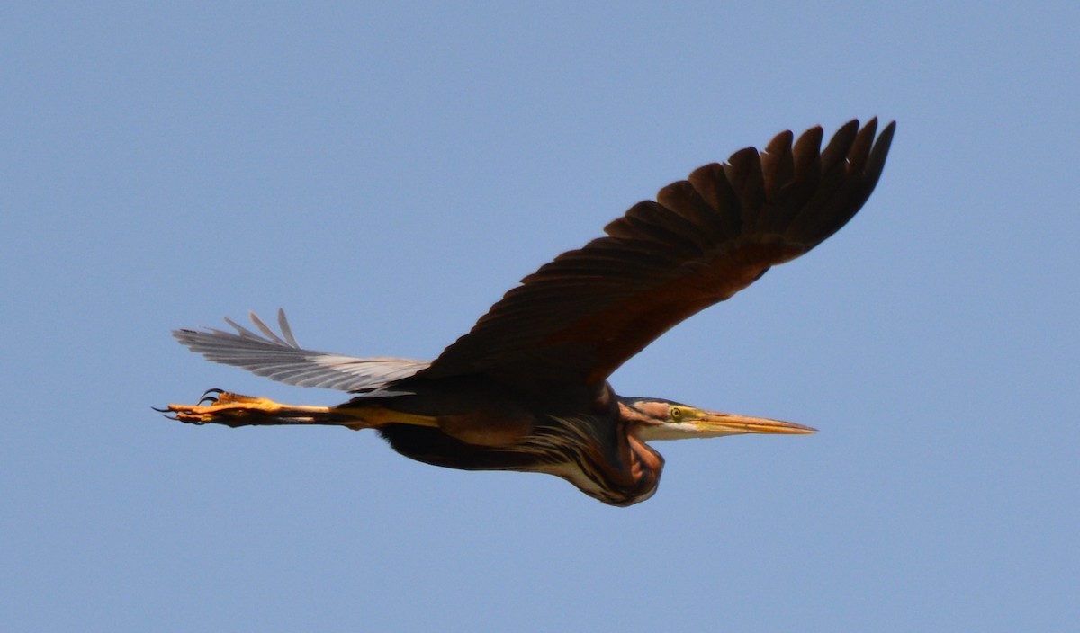 Purple Heron - Fabian Schmidt-Pramov