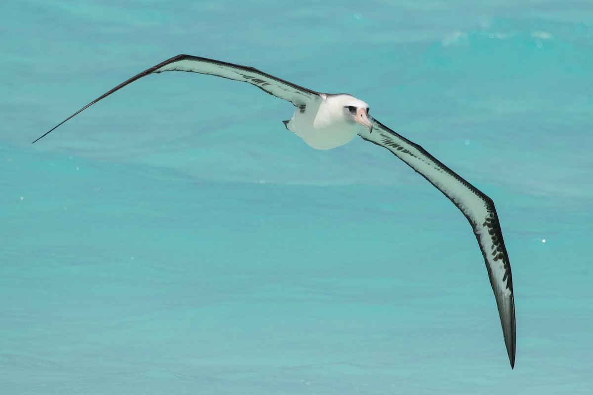 Laysan Albatross - ML97449911