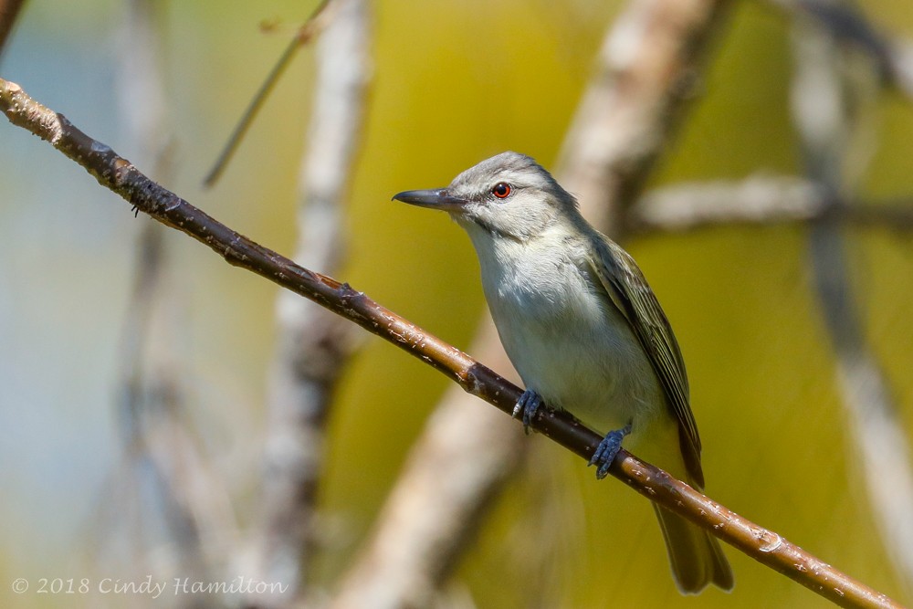 Black-whiskered Vireo - Cindy Hamilton