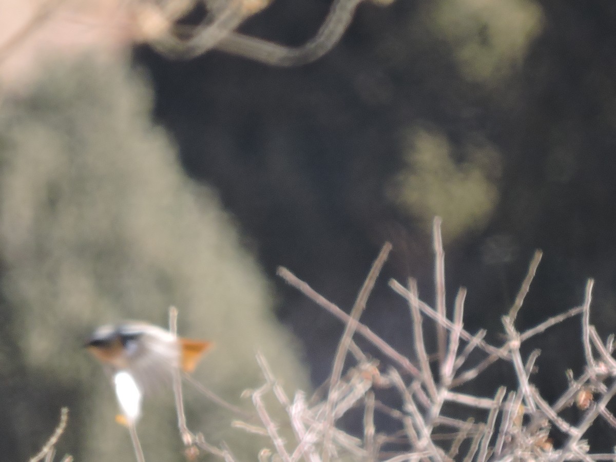 Rufous-backed Redstart - Sara Arab