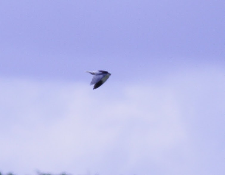 Elanio Común (caeruleus) - ML97452231