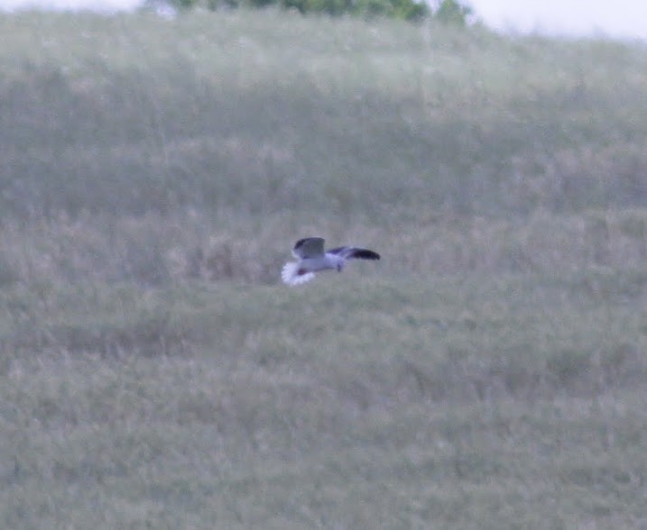 Elanio Común (caeruleus) - ML97452241