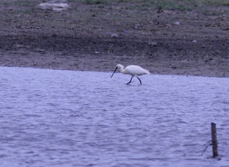 Espátula Común - ML97452291