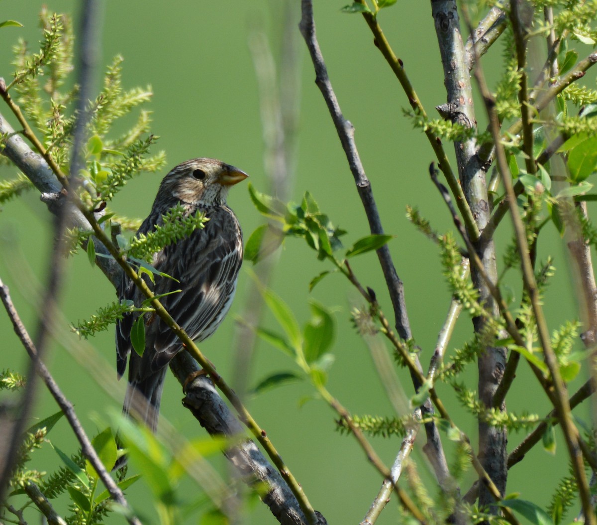 Corn Bunting - ML97452631