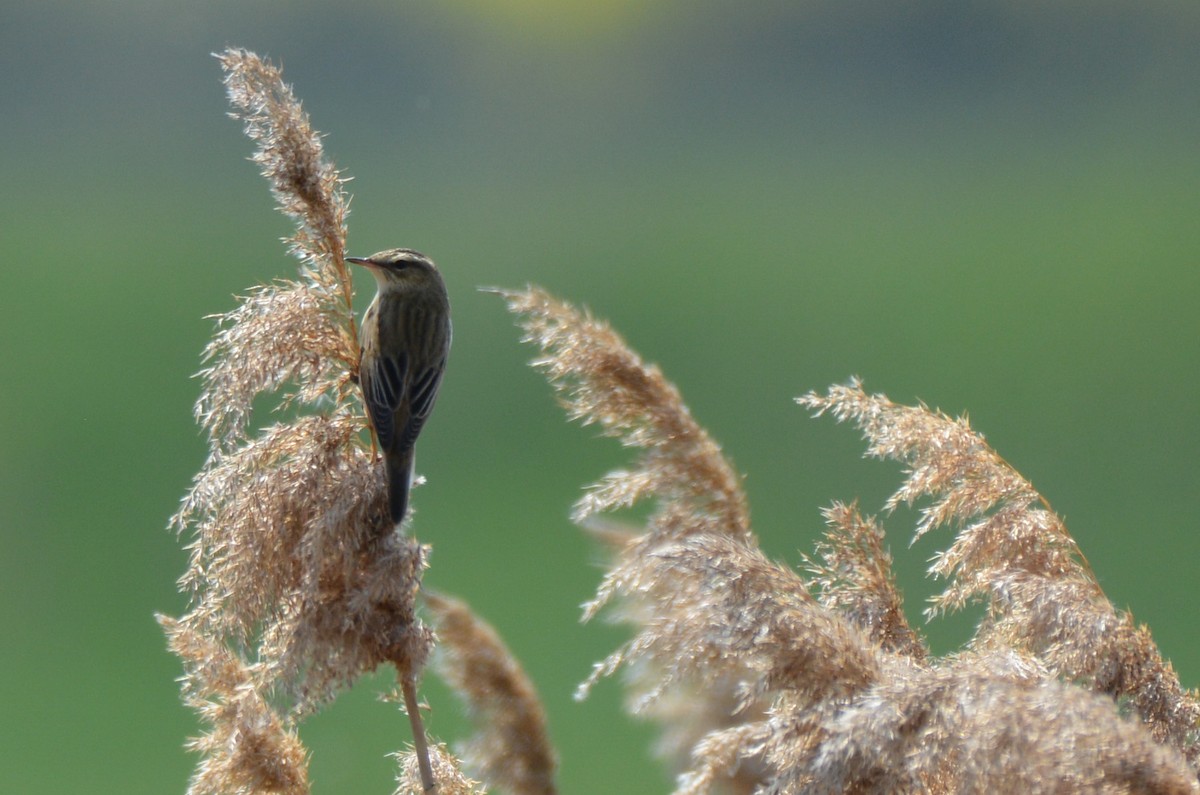 Sedge Warbler - Fabian Schmidt-Pramov