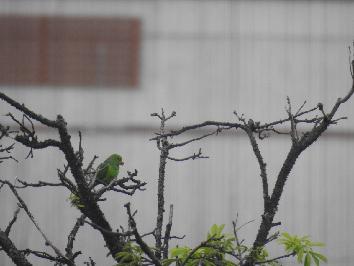 Plain Parakeet - ML97455251