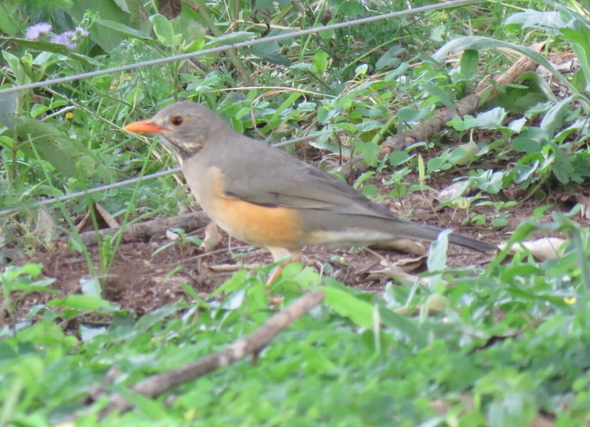 Kurrichane Thrush - ML97455711