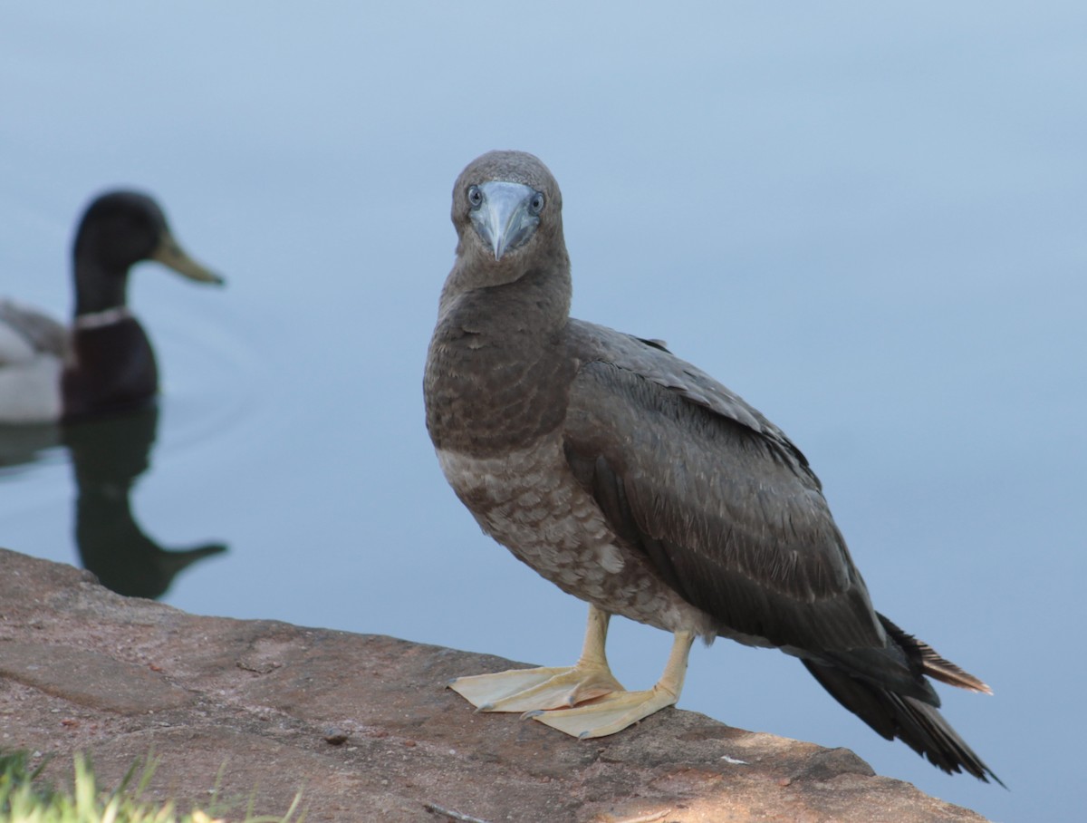 Brown Booby - ML97456111