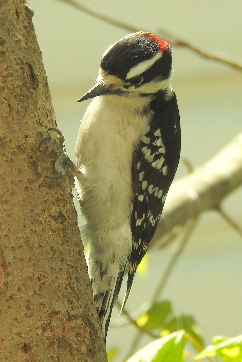 Downy Woodpecker - ML97456481