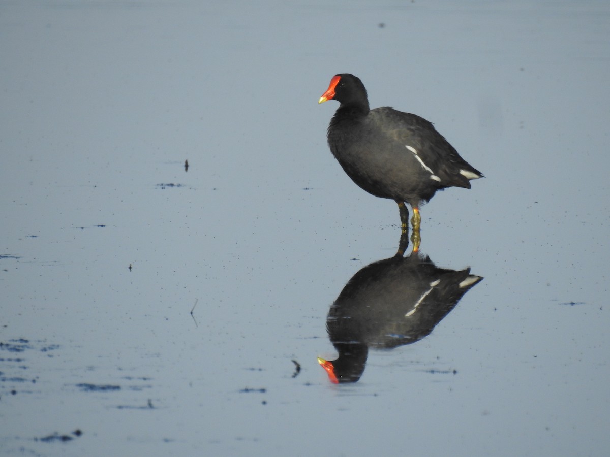 Common Gallinule - ML97456941