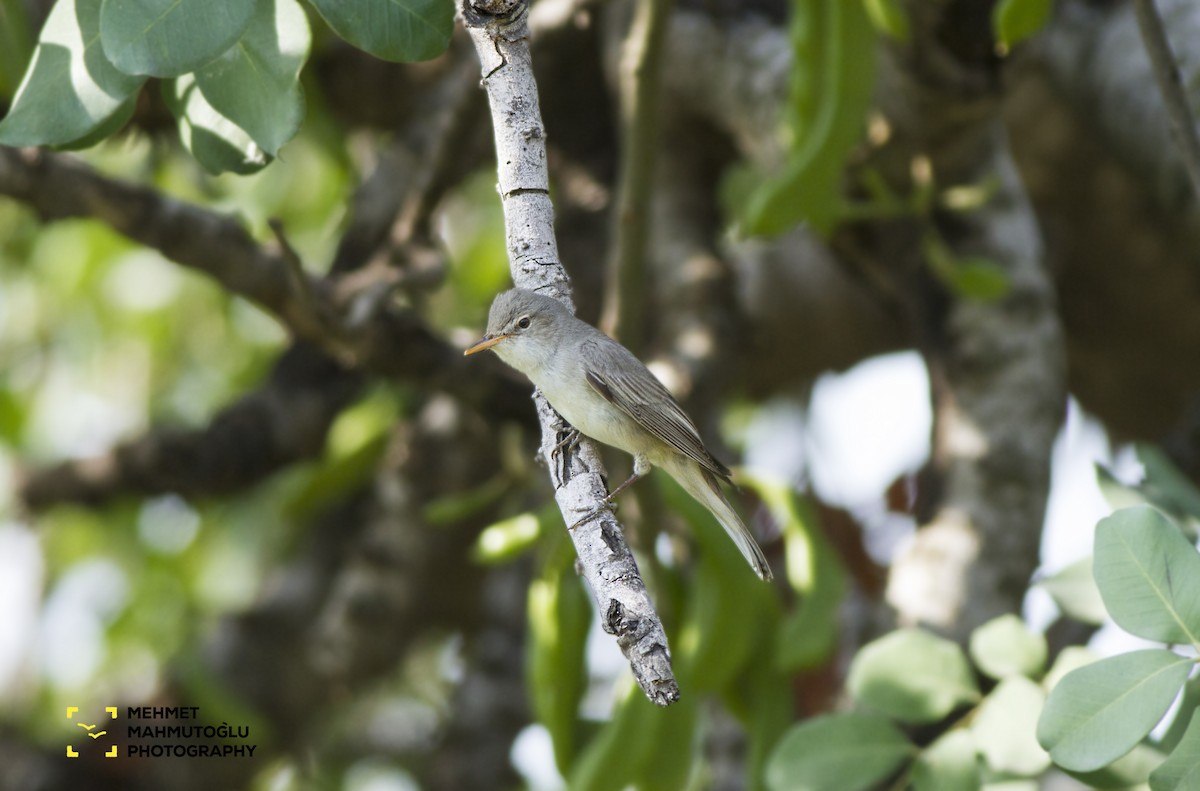 Olive-tree Warbler - Mehmet Mahmutoğlu