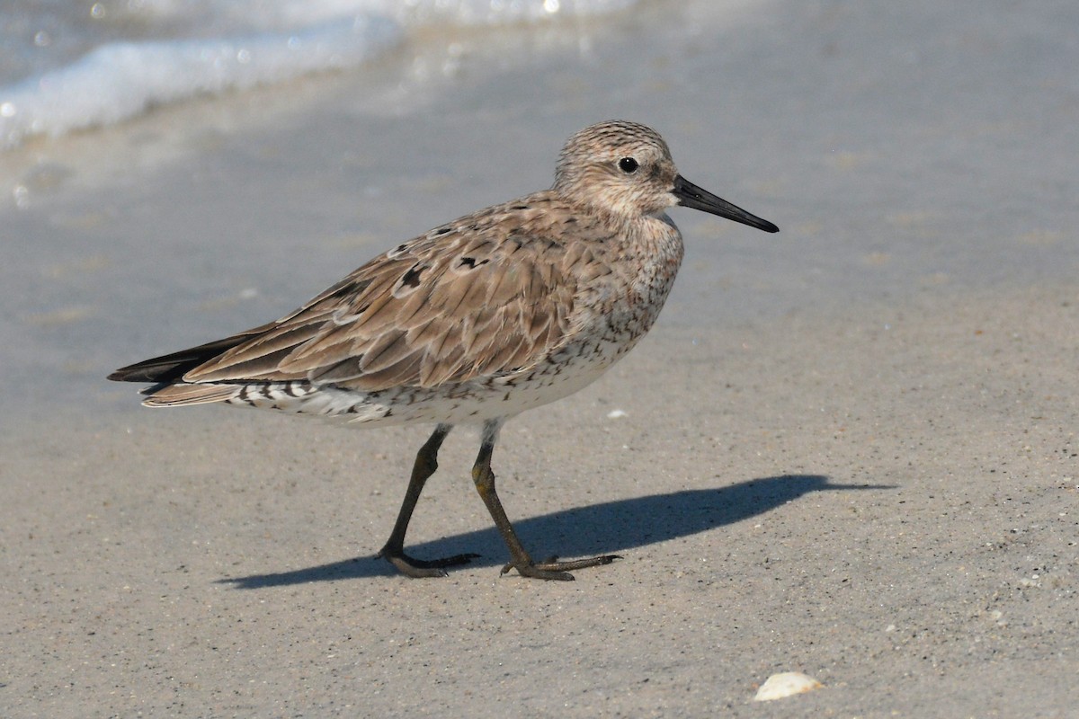 Red Knot - ML97458471