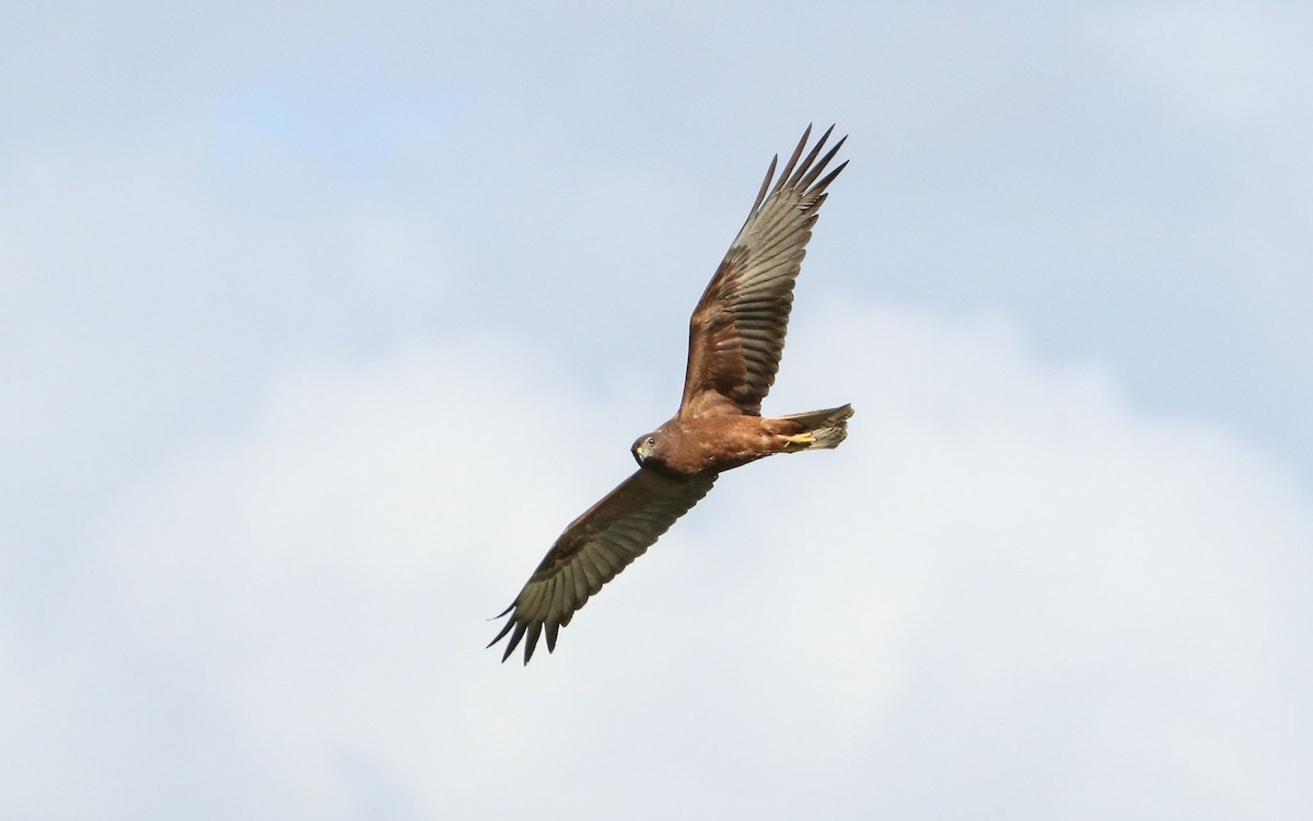 Aguilucho Lagunero del Pacífico - ML97458551