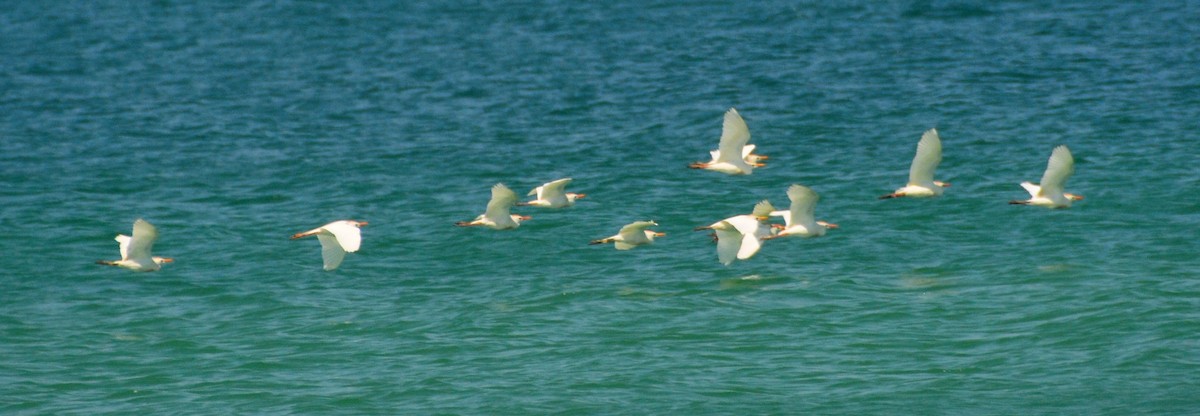 Western Cattle Egret - ML97459421