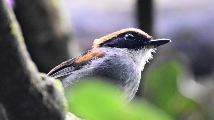 Black-cheeked Gnateater - Edvaldo R. Nuvolari