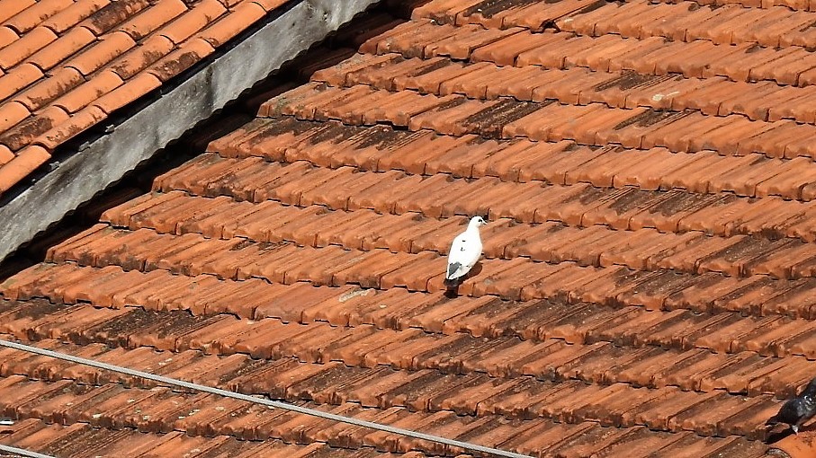 Rock Pigeon (Feral Pigeon) - ML97460861