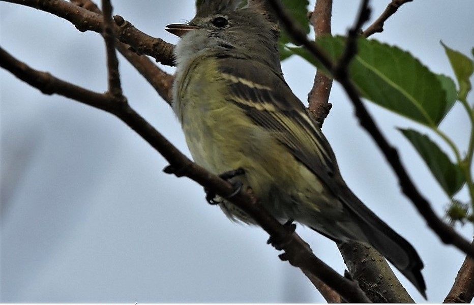 Southern Beardless-Tyrannulet - ML97461051