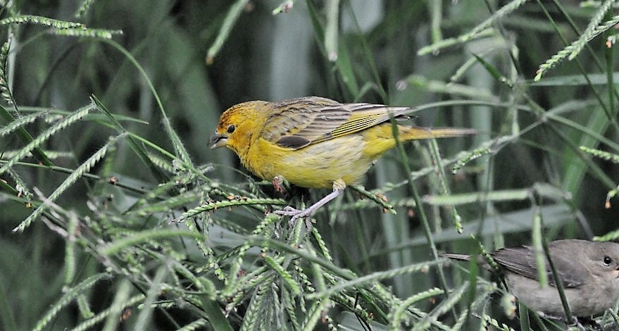 Grassland Yellow-Finch - Edvaldo R. Nuvolari