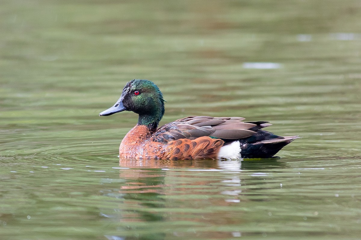 Chestnut Teal - ML97462911