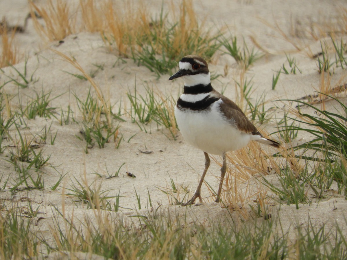 Killdeer - ML97464571